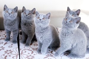 Hodowla Kotów Brytyjskich AIKO*PL - Kocięta Miot K