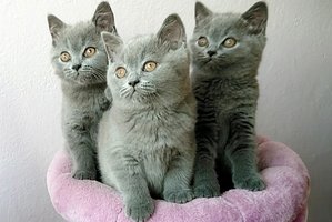 Hodowla Kotów Brytyjskich AIKO*PL - Kocięta Miot M