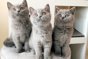 Hodowla Kotów Brytyjskich AIKO*PL - Kocięta Miot P i R