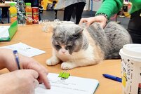 Międzynarodowa Wystawa Kotów Rasowych World Cat Federation we Włocławku - 04 luty 2023