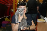 Międzynarodowa Wystawa Kotów Rasowych World Cat Federation w Toruniu - 15 wrzesnia 2018