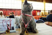 Międzynarodowa Wystawa Kotów Rasowych World Cat Federation w Toruniu - 16 wrzesnia 2018