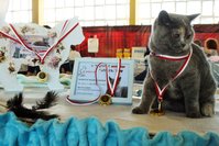 Międzynarodowa Wystawa Kotów Rasowych World Cat Federation w Toruniu - 16 wrzesnia 2018